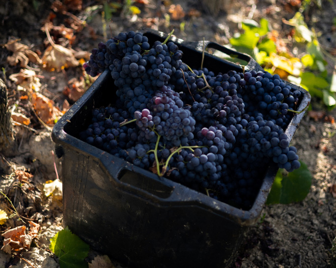 grape harvest in Castiglione Falletto from the Boroli company