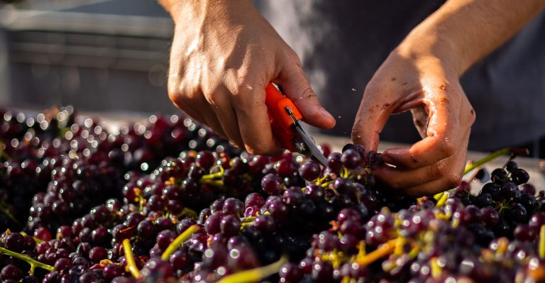 Focus su mani che tagliano dei grappoli di uva
