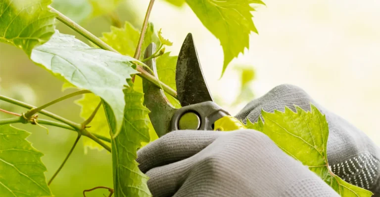 potatura verde della vite