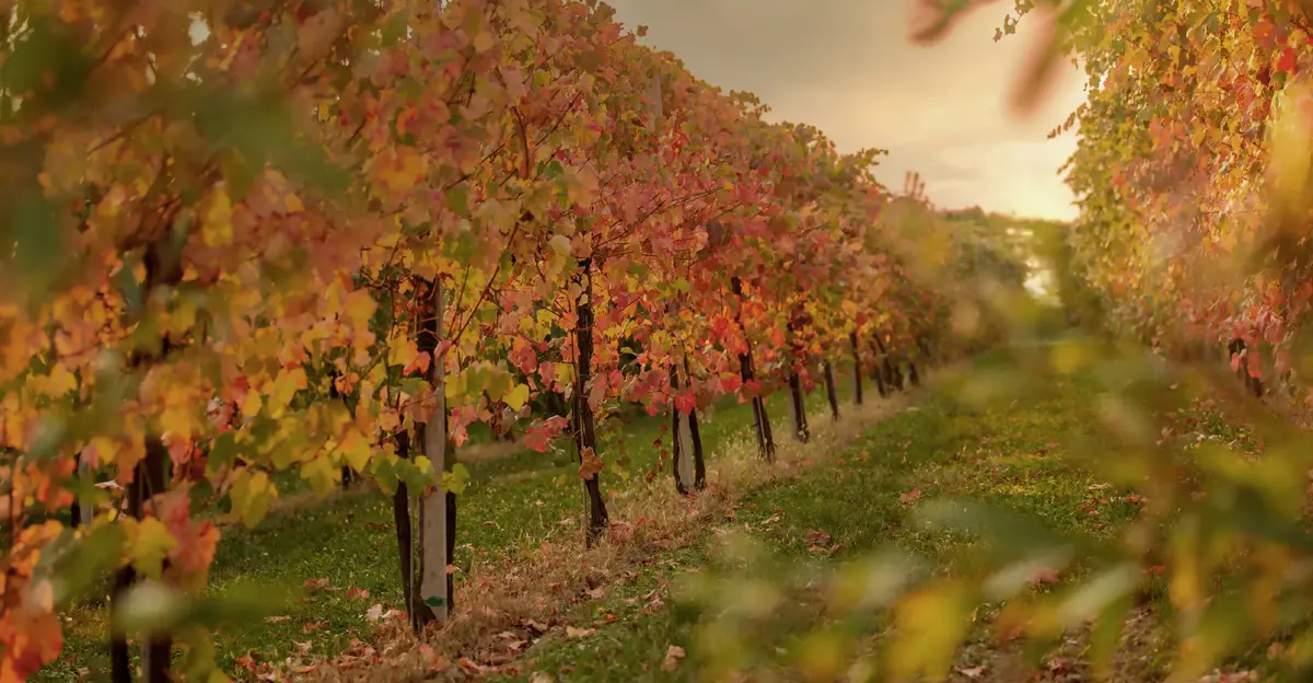 Autunno nelle Langhe