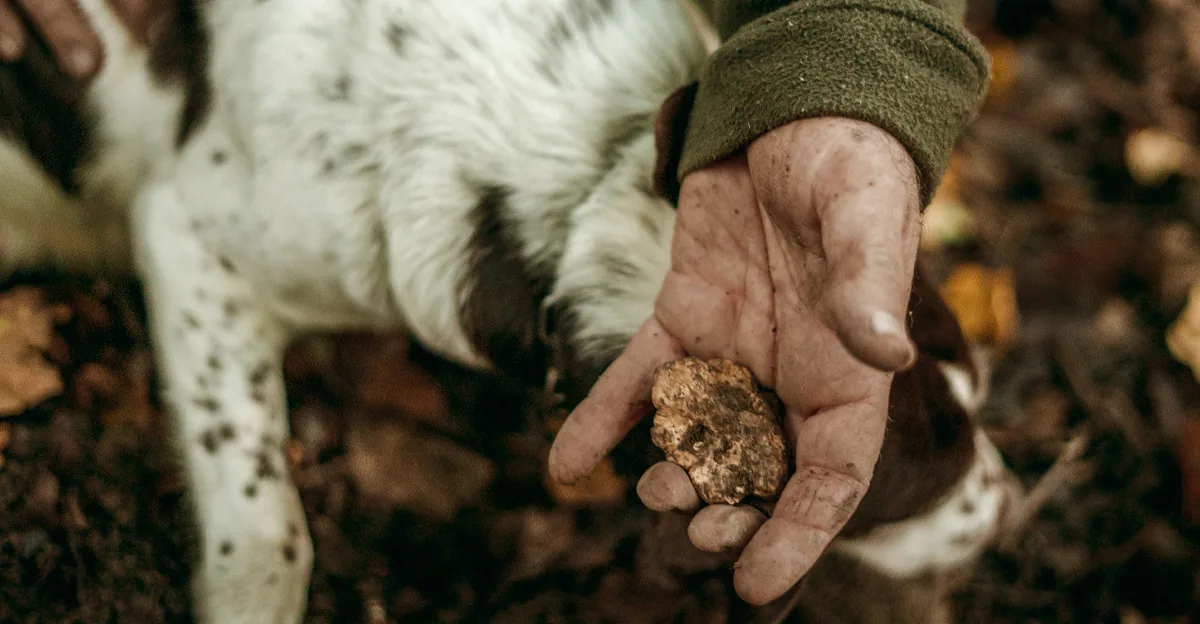 Caccia al tartufo nelle Langhe con cane